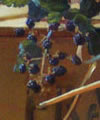 Plants: image 1 0f 4 thumb